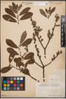 Foto von Salix cinerea L.